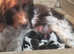 K.c registered Springer spaniels