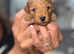 Stunning Toy Poodle Pups for Sale
