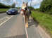 Cob gelding