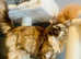 Maine Coon Kittens