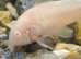 Albino And Bronze Cory
