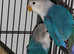 Lovebirds parrots babies