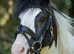 Bombproof family pony 13hh 7yo TGCA registered gelding