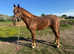 Exceptional 3yo (2022) Fully Registered New Forest