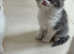 Amazing British longhair/shorthair blue eyes kittens
