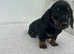 mini smooth hair dachshunds
