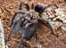 MM Phormictopus Auratus and MM Poecilotheria Subfusca Lowland