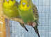 2 baby green budgies