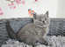 GCCF British Shorthair kittens