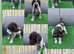 German wirehaired pointer puppies