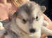 K.c registered Alaskan malamute puppies