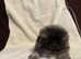 Pekingese boy pup