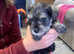Miniature Schnauzer Puppies