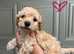 Poochon baby