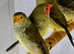 Star Finches  male female,6