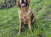 Golden Irish Boy available