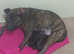 Well bred Staffordshire bull terrier puppies