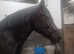 4 year top class mare