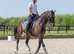 Beautiful French Thoroughbred mare