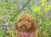 WAFFLE DOG-  LAST ONE REMAINING REDUCED-Pedigree Pure Red Toy Poodle Puppy