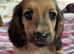 READY NOW Amazing long haired shaded cream miniature dachshunds