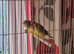 Star finches