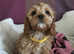 Toy poodle x Cavalier King Charles puppy
