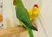 Beautiful young Indian ringnick parrot