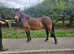 Supurb 12.2 dartmoor gelding