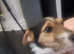 Jack Russell