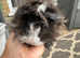 Male long haired guinea pigs looking for new homes.