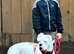 Alapaha blue blooded bulldog Nellie 1 and half years old