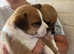 Two female Jack Russell x chihuahua