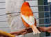 Singer Red factor intensive male canary successful clutches