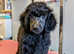 Fully vaccinated mini poodles ready for new homes!