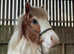 Casimo Ranch Connection Horsemanship
