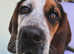 Basset cross spaniel tri coloured