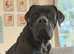Lovely Boerboel Male