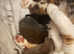 Active TICA registered kittens