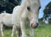 Handsome Pair of Shetland Geldings