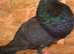 Spanish Pigeons for Sale - Gorgueros, Gaditanos & Laudinos