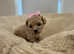 4 beautiful Cavapoochon puppies