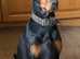 Doberman bitch