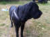 Pedigree Cane Corso  Female 18 moths