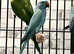 Stunning baby blue Indian ringnick parrot
