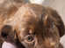 2 beautiful cocker spaniel pups looking for there forever home