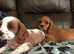 Stunning cavalier King Charles puppies