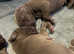 Great Dane Puppies For Sale