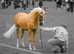 Top class section B gelding