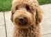 Stunning Australian Double Doodle Puppies